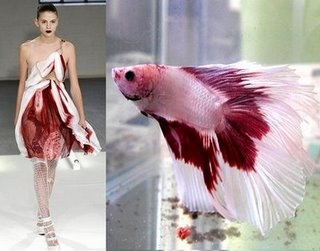 fish to dress to runway ....